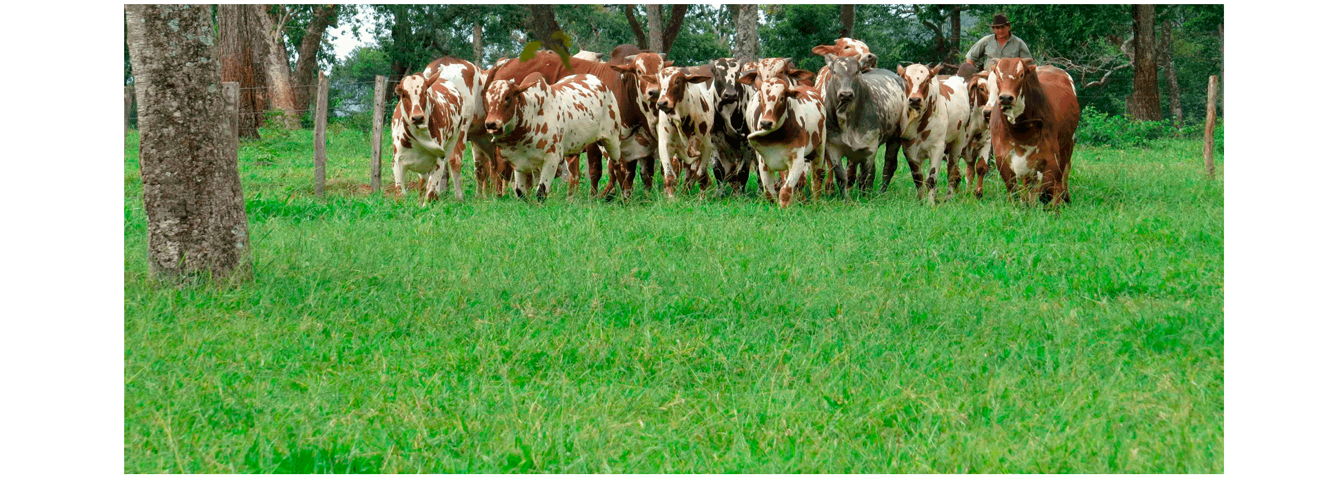 Customer pasture