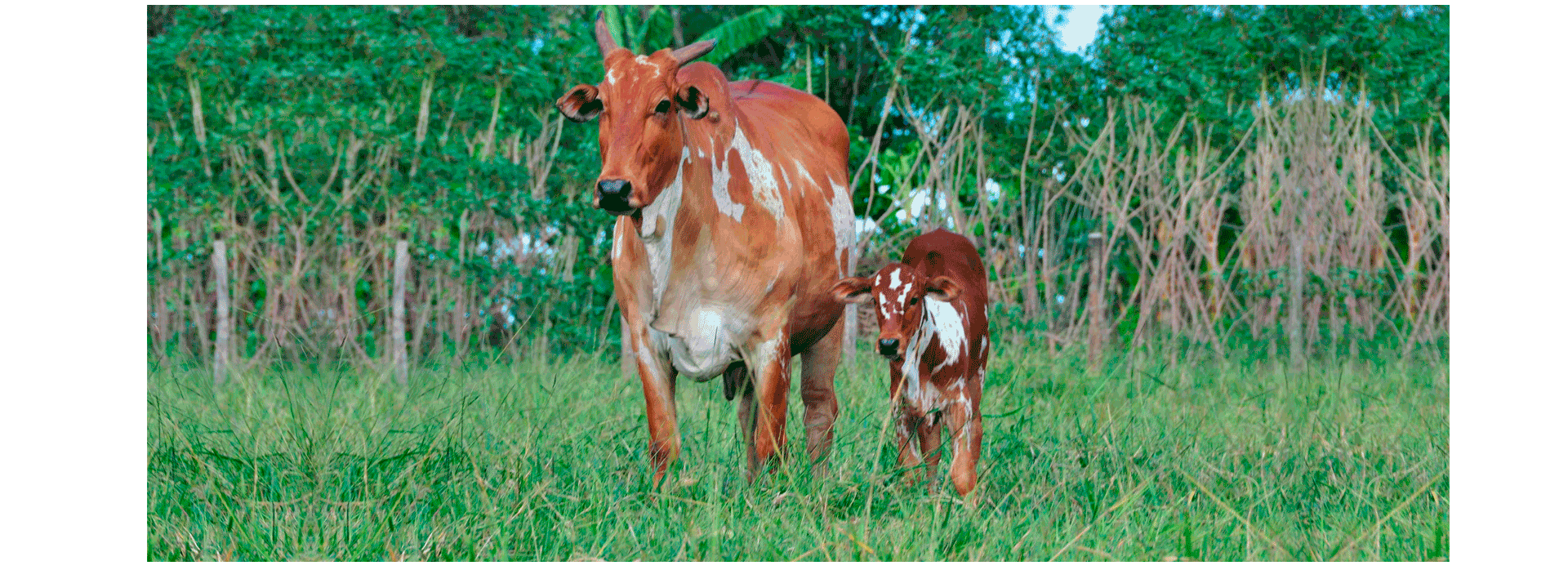 Customer pasture