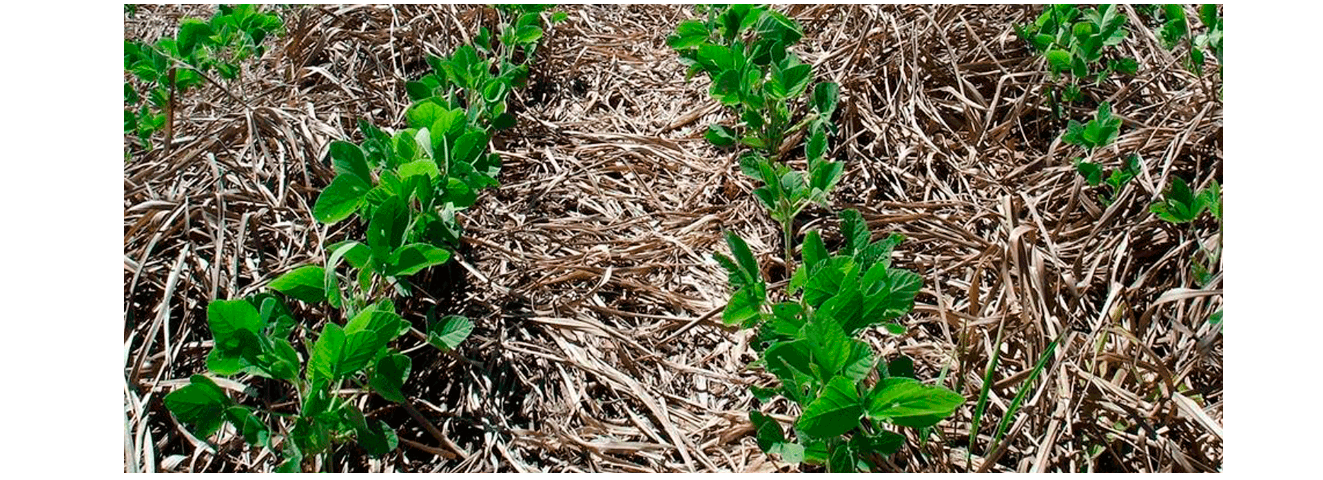 Budding grass